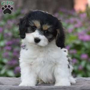 Vinny, Cavachon Puppy